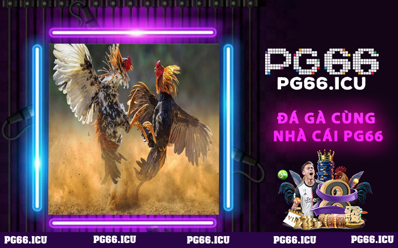Đá gà PG66